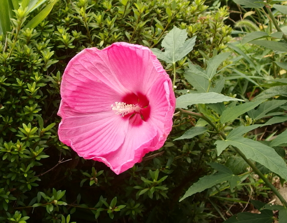 アオイ科の色鮮やかな花