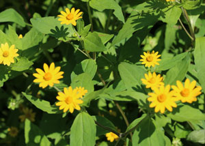 メランポジウム 季節の花 黄色い小花を春から秋まで咲かせる イパネマおやじ イパネマおやじ ハーブとバラ 育てる楽しさは１株から心と風景が豊かになる夢の時間