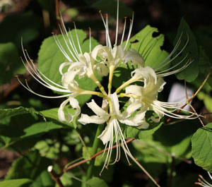 ５から１０個の花を付ける