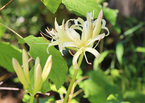 シロバナマンジュシャゲは白色の花を咲かせます
