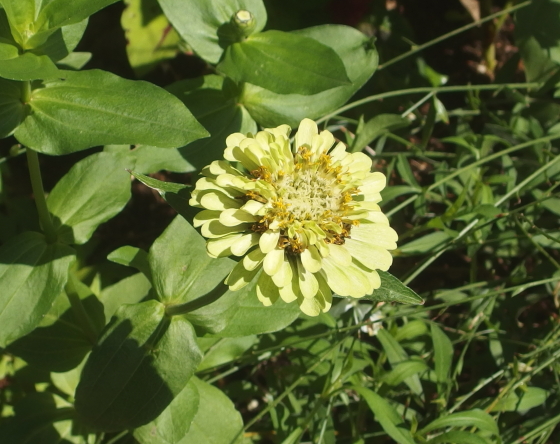 ジニアは学名がZinnia