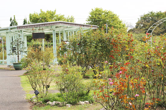 大船植物園の秋バラ