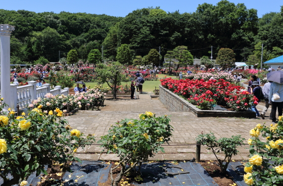 生田緑地ばら苑の秋