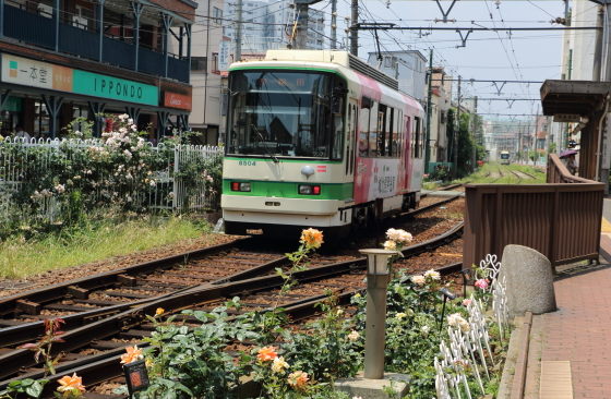 三ノ輪橋停留場のバラ