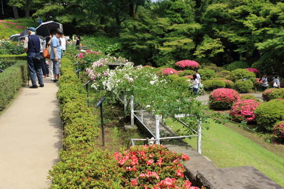 旧古河庭園のバラが満開です