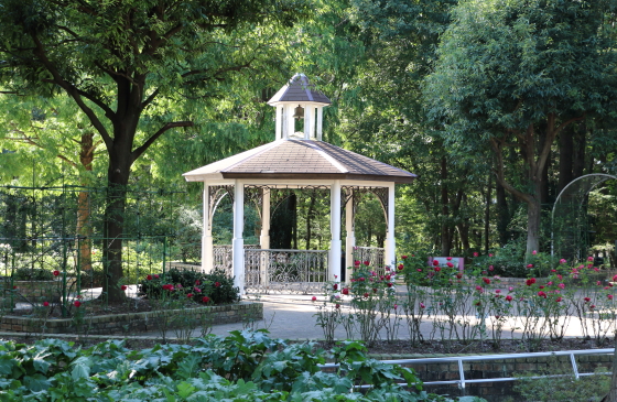 相模原北公園のバラ園