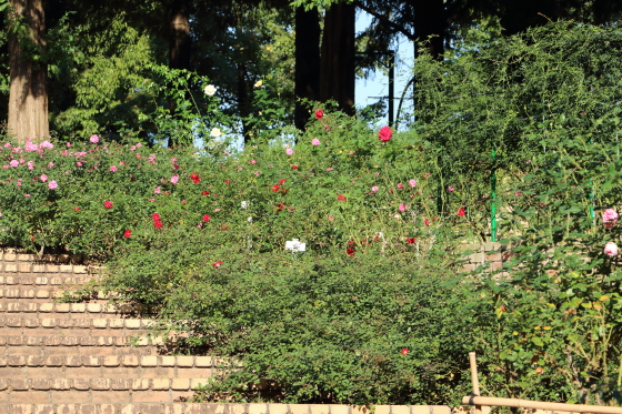 相模原北公園のバラ園