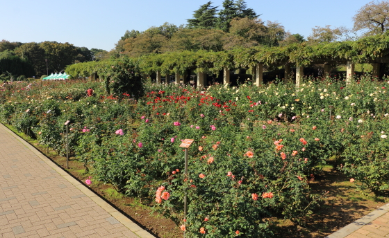 神代植物公園の秋バラが咲く