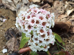 ヒマラヤユキノシタは多年草