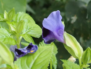 トレニア 季節の花 夏から秋まで咲き続ける イパネマおやじ イパネマおやじ ハーブとバラ 育てる楽しさは１株から心と風景が豊かになる夢の時間