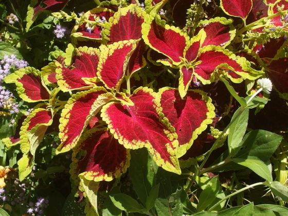 コリウス 季節の花 夏になると小さな花を穂状に咲かせる イパネマおやじ イパネマおやじ ハーブとバラ 育てる楽しさは１株から心と風景が豊かになる夢の時間