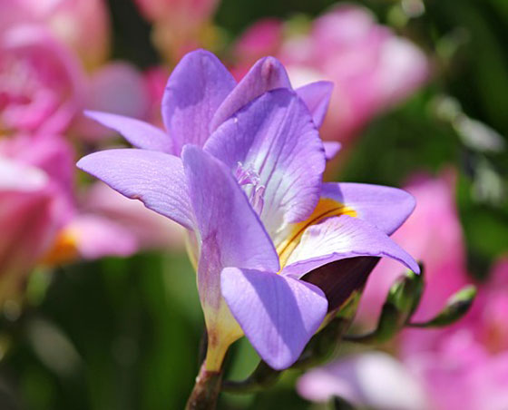 フリージアは１１月までに植えておく花 季節の花 芳香のある花 イパネマおやじ ハーブとバラ 育てる楽しさは１株から心と風景が豊かになる夢の時間