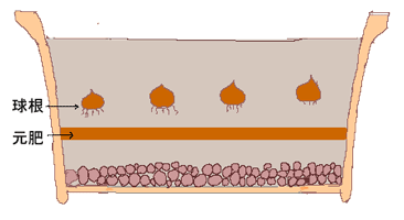 球根の植えつけ