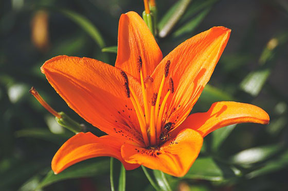 ユリは１１月までに植えておく花 季節の花 球根植物 イパネマおやじ ハーブとバラ 育てる楽しさは１株から心と風景が豊かになる夢の時間