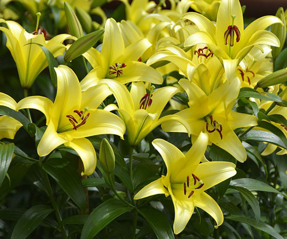 ユリは１１月までに植えておく花 季節の花 球根植物 イパネマおやじ ハーブとバラ 育てる楽しさは１株から心と風景が豊かになる夢の時間