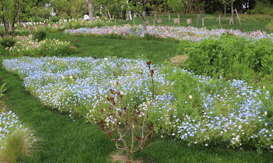 秋に植えておきたい花 Part 1 季節の花 晩秋から春に咲く多年草 イパネマおやじ イパネマおやじ ハーブとバラ 育てる楽しさは１株から心と風景が豊かになる夢の時間