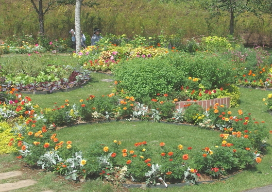 黄色や朱色など暖色の花が目立ちます