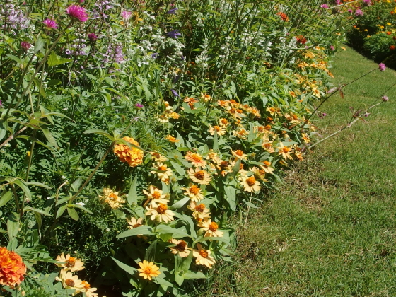 黄色の秋の花