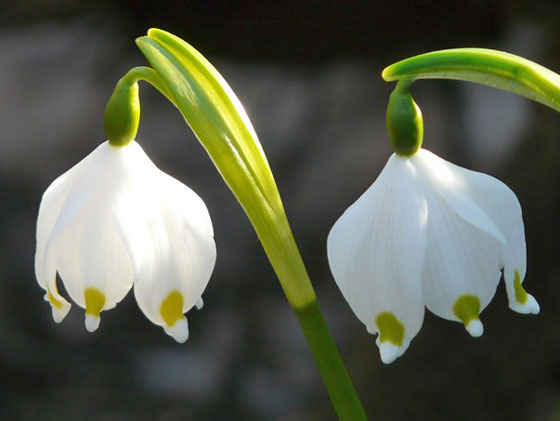 スノーフレークは１１月までに植えておく花 季節の花 初春に咲く花 イパネマおやじ ハーブとバラ 育てる楽しさは１株から心と風景が豊かになる夢の時間