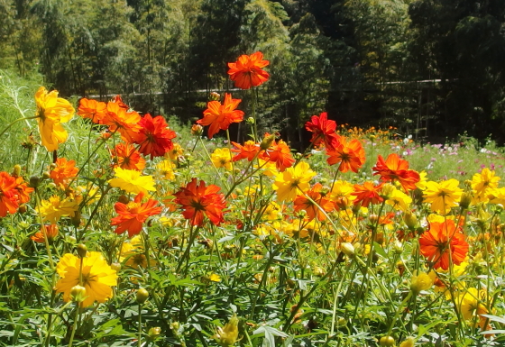 キバナコスモス 季節の花 花径５ｃｍ程の黄色やオレンジ色の花 イパネマおやじ イパネマおやじ ハーブとバラ 育てる 楽しさは１株から心と風景が豊かになる夢の時間