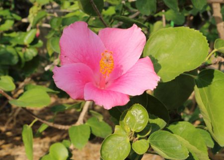 ハイビスカス・ピンクはアオイ科の植物です