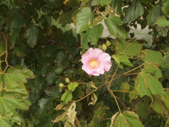 多摩川の河川敷に咲く花