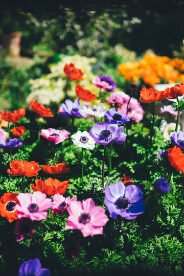 アネモネ １１月までに植える花 季節の花 地中海沿岸が原産地 イパネマおやじ ハーブとバラ 育てる楽しさは１株から心と風景が豊かになる夢の時間