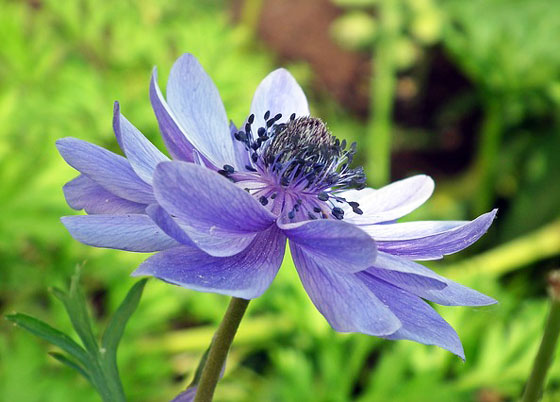 アネモネ １１月までに植える花 季節の花 地中海沿岸が原産地 イパネマおやじ ハーブとバラ 育てる楽しさは１株から心と風景が豊かになる夢の時間