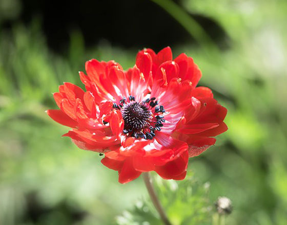 アネモネ １１月までに植える花 季節の花 地中海沿岸が原産地 イパネマおやじ ハーブとバラ 育てる楽しさは１株から心と風景が豊かになる夢の時間