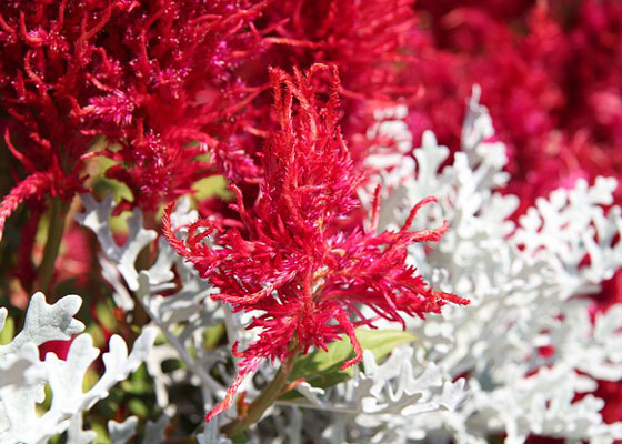 アスチルベ 季節の花 １１月までに植えつける草花 イパネマおやじ イパネマおやじ ハーブとバラ 育てる楽しさは１株から心と風景が豊かになる夢の時間