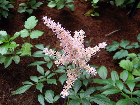 アスチルベ 季節の花 １１月までに植えつける草花 イパネマおやじ イパネマおやじ ハーブとバラ 育てる楽しさは１株から心と風景が豊かになる夢の時間