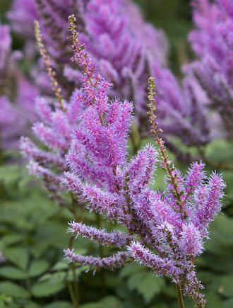 アスチルベは初夏に咲く花