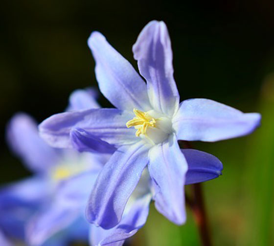 チオノドクサは１１月に植える草花 季節の花 早春に咲く花 イパネマおやじ ハーブとバラ 育てる楽しさは１株から心と風景が豊かになる夢の時間