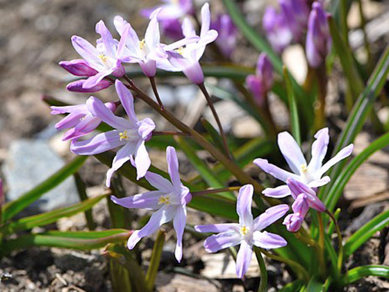 チオノドクサは１１月に植える草花 季節の花 早春に咲く花 イパネマおやじ ハーブとバラ 育てる楽しさは１株から心と風景が豊かになる夢の時間