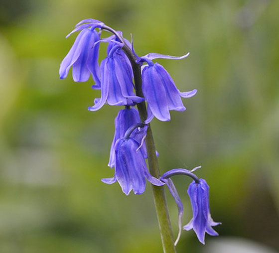 チオノドクサは１１月に植える草花 季節の花 早春に咲く花 イパネマおやじ ハーブとバラ 育てる楽しさは１株から心と風景が豊かになる夢の時間