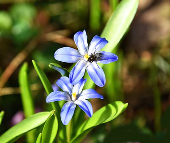 チオノドクサは１１月に植える草花 季節の花 早春に咲く花 イパネマおやじ ハーブとバラ 育てる楽しさは１株から心と風景が豊かになる夢の時間