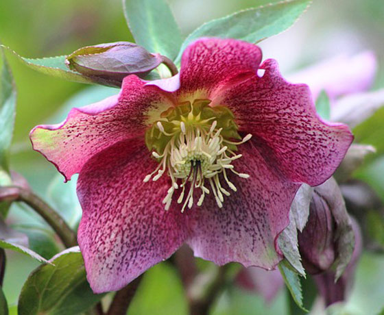 クリスマスローズは冬から春まで苗が流通 季節の花 冬に咲く花 イパネマおやじ ハーブとバラ 育てる楽しさは１株から心と風景が豊かになる夢の時間