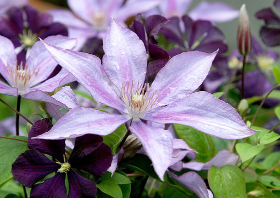 クレマチスは１２月 ３月まで植えつけできる 季節の花 庭木 イパネマおやじ ハーブとバラ 育てる楽しさは１株から心と風景が豊かになる夢の時間