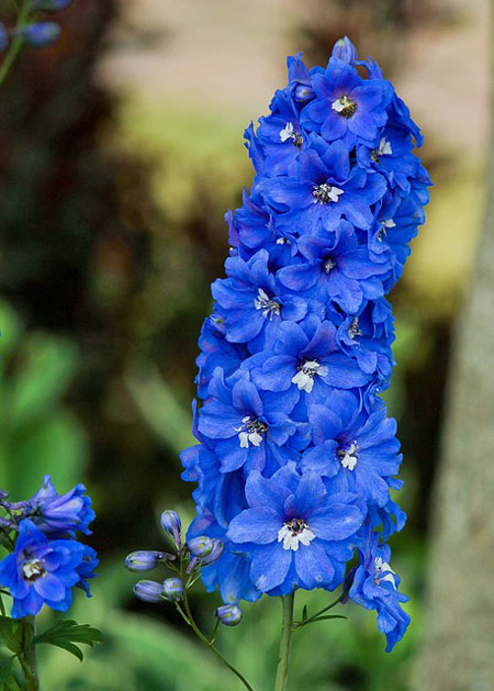 デルフィニウム １１月から春まで植えつけ適期 季節の花 涼しい場所に咲く イパネマおやじ ハーブとバラ 育てる楽しさは１株から心と風景が豊かになる夢の時間