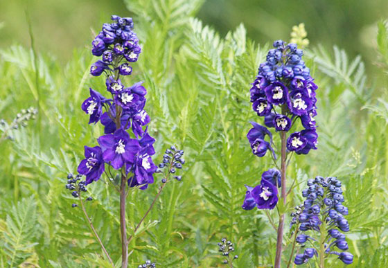 デルフィニウムは暑さに弱い植物