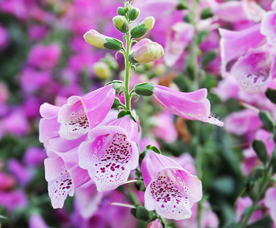 ジギタリスは１２月中旬までに植える花 季節の花 ベル形の花 イパネマおやじ ハーブとバラ 育てる楽しさは１株から心と風景が豊かになる夢の時間