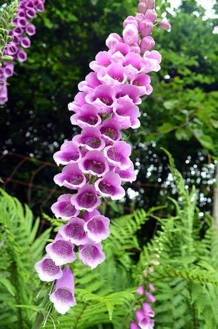 ジギタリスはラッパ形の花姿