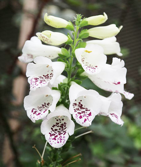 ジギタリスは１２月中旬までに植える花 季節の花 ベル形の花 イパネマおやじ ハーブとバラ 育てる楽しさは１株から心と風景が豊かになる夢の時間