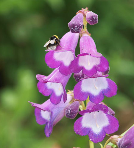 ジギタリスは１２月中旬までに植える花 季節の花 ベル形の花 イパネマおやじ ハーブとバラ 育てる楽しさは１株から心と風景が豊かになる夢の時間