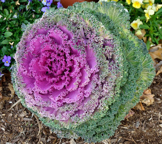 １２月中旬までに植えつけるカラーリーフ 季節の花 ハボタン イパネマおやじ ハーブとバラ 育てる楽しさは１株から心と風景が豊かになる夢の時間