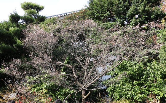 皇居　東御苑の十月桜