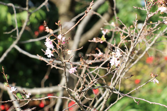 十月桜が咲いている