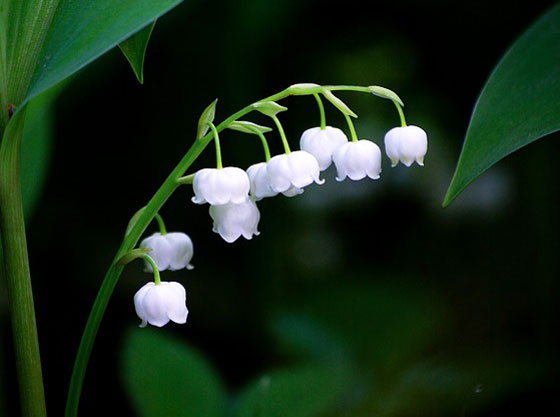 スズランは１２月まで苗が売られている 季節の花 春に咲く花 イパネマおやじ ハーブとバラ 育てる楽しさは１株から心と風景が豊かになる夢の時間