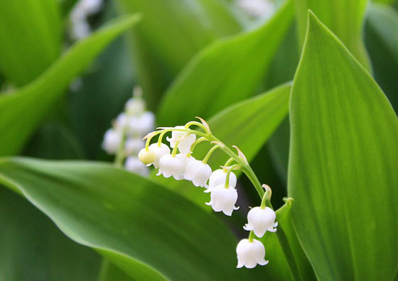 スズランは花竹１５～２５ｃｍ