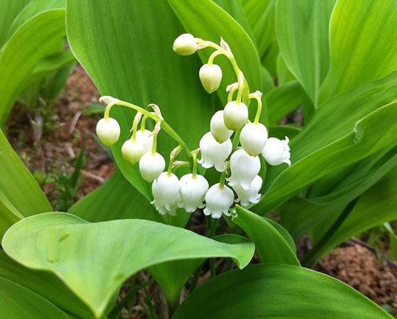 スズランは１２月まで苗が売られている 季節の花 春に咲く花 イパネマおやじ ハーブとバラ 育てる楽しさは１株から心と風景が豊かになる夢の時間